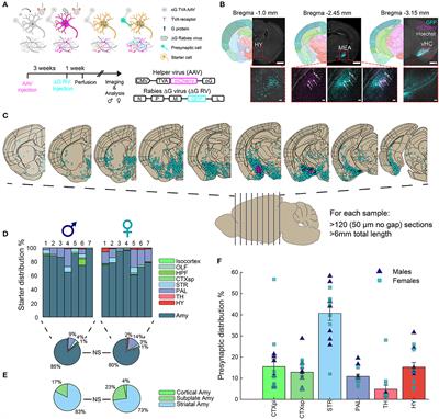 Sexual dimorphism in synaptic inputs to the mouse amygdala and orbital cortex